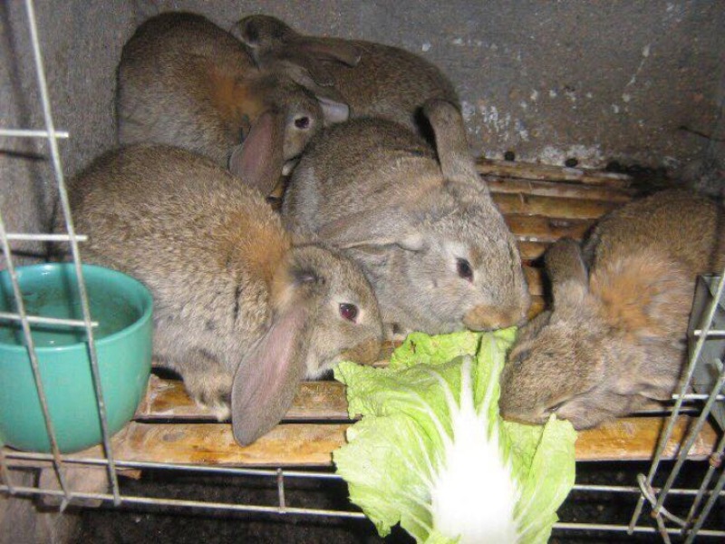 肉兔