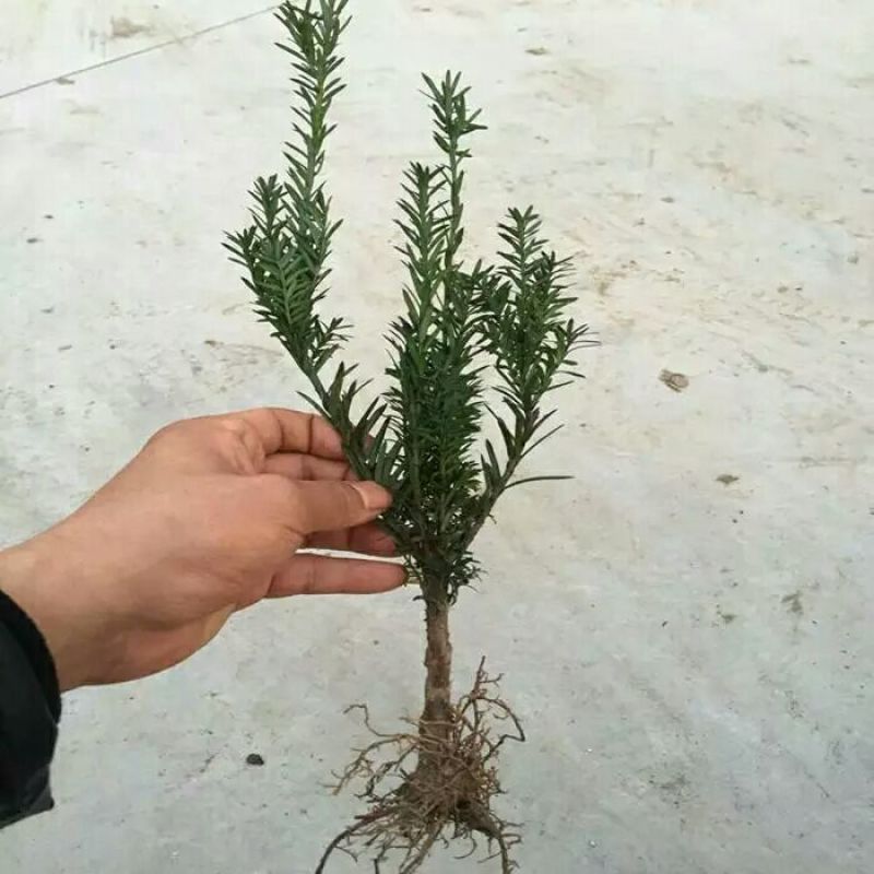 红豆杉树苗红豆杉小苗曼地亚红豆杉盆景地栽苗盆栽苗红豆杉