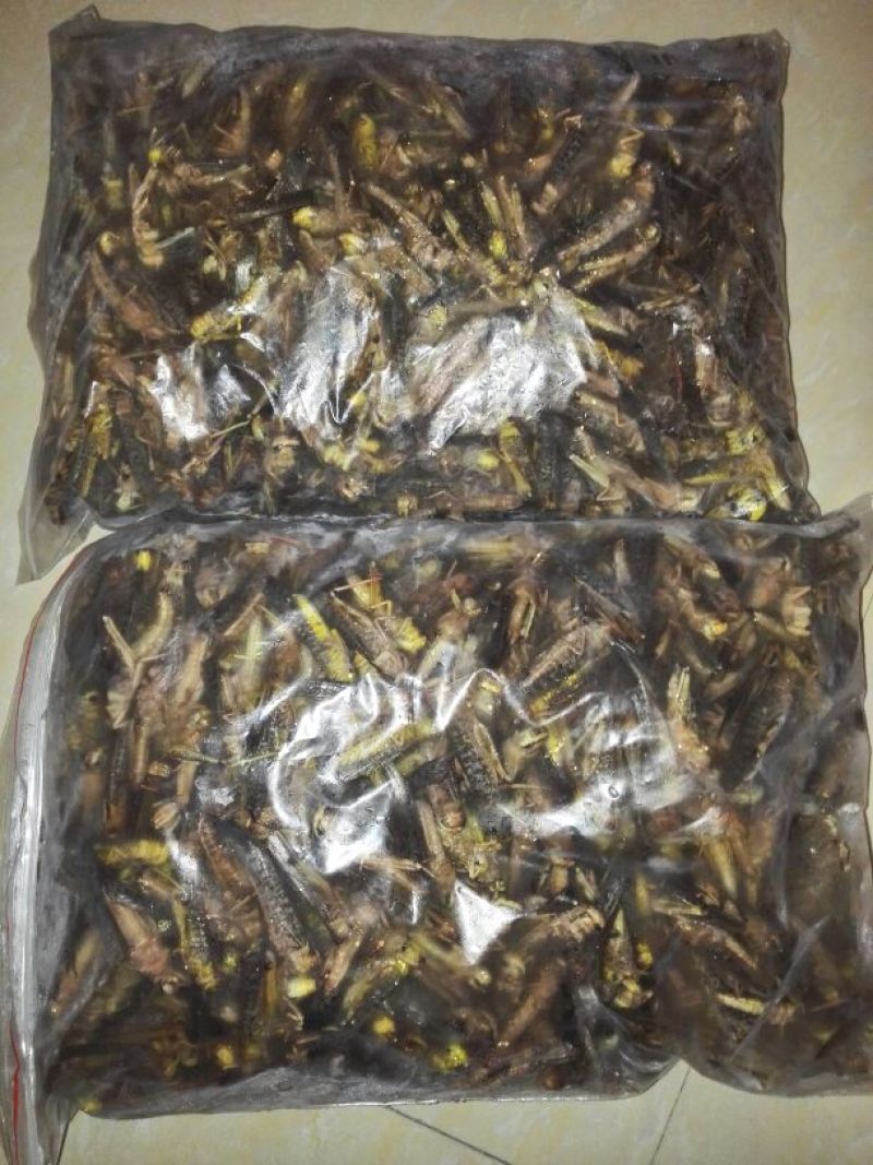 东亚飞蝗食用