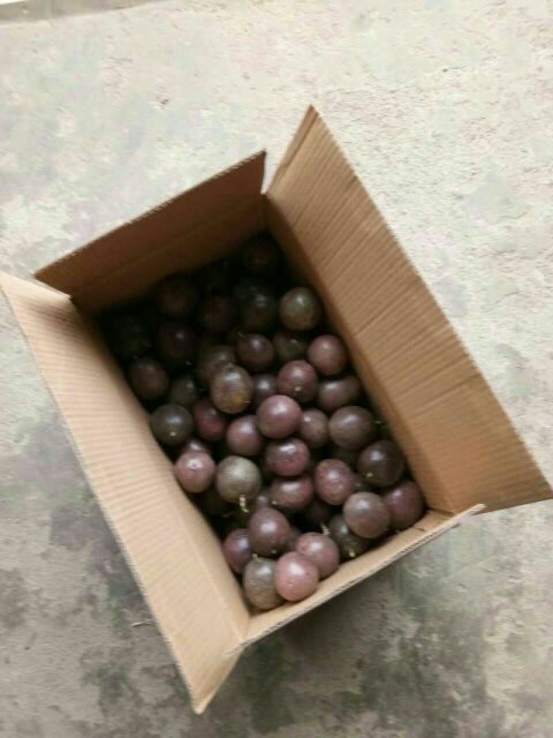 紫香一号60~70g紫果