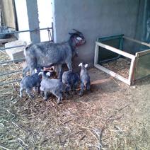 鲁西南纯种青山羊羊苗怀孕母羊种羊一胎3-5只