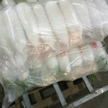 白萝卜1~1.5斤起