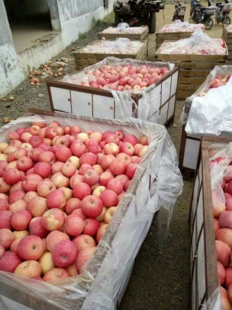 下架山东苹果产地红富士苹果大量上市批发货源充足