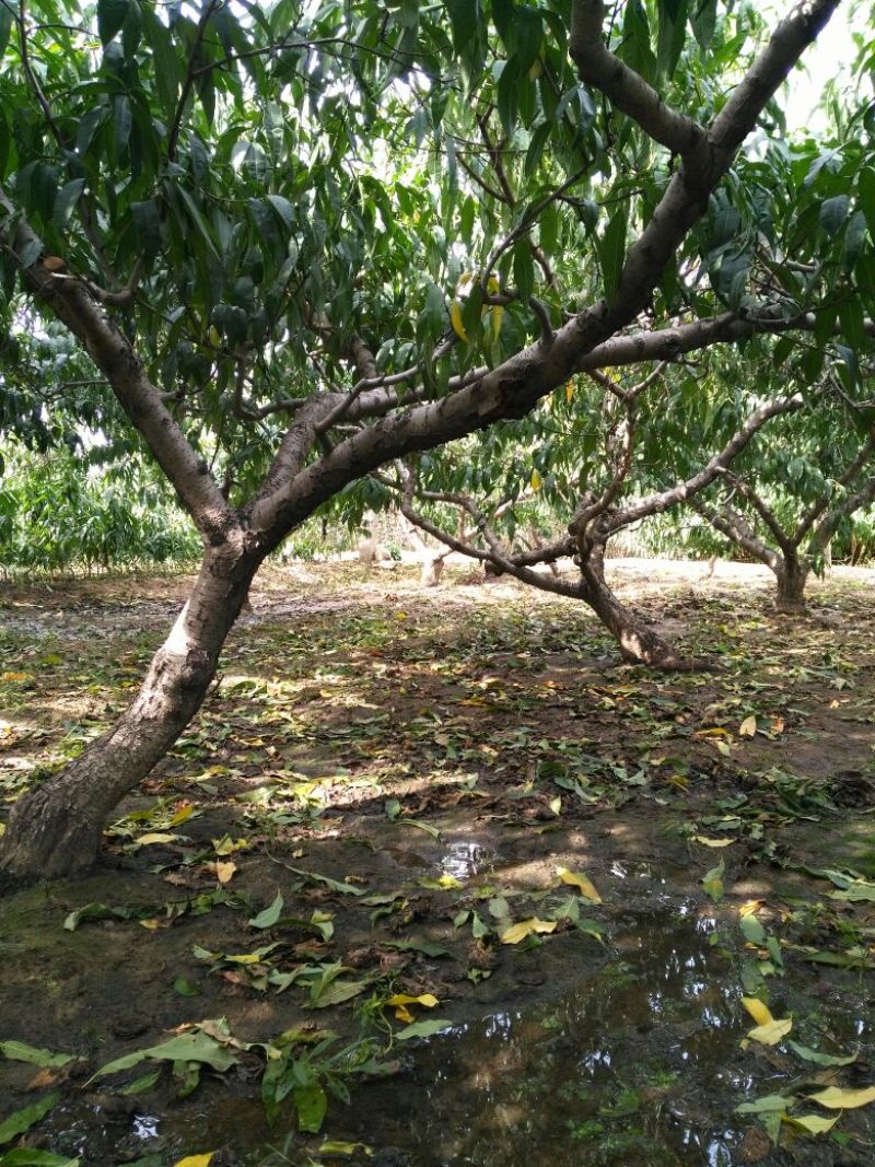 桃树10~12cm1.5~2米