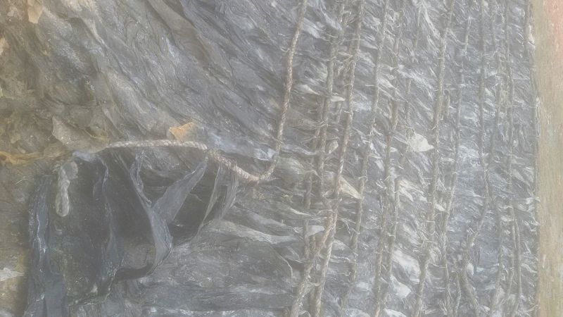 霞浦海带