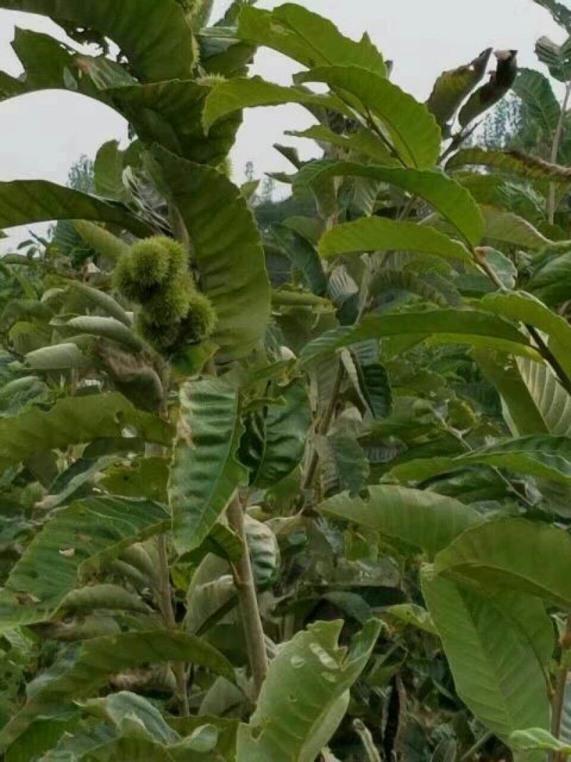 板栗树苗嫁接板栗苗华光板栗泰山板栗等