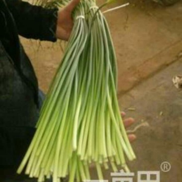 杂交蒜薹40~50厘米