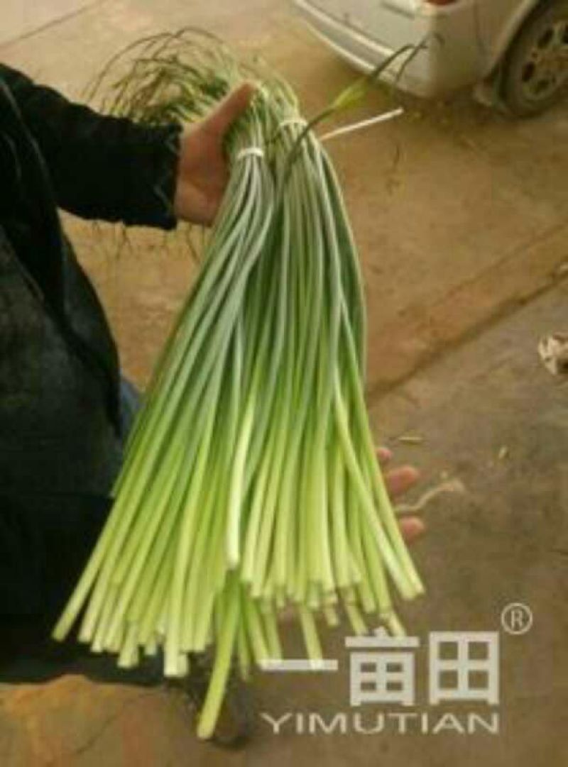 杂交蒜薹40~50厘米