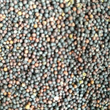 油菜籽1