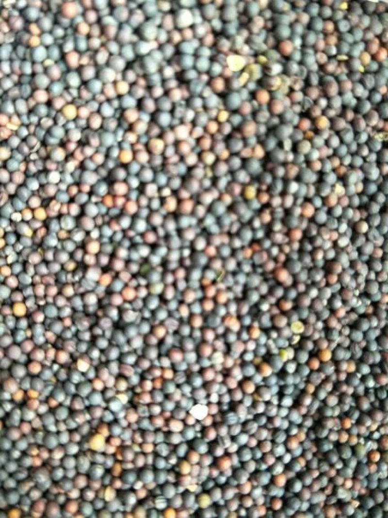 油菜籽1