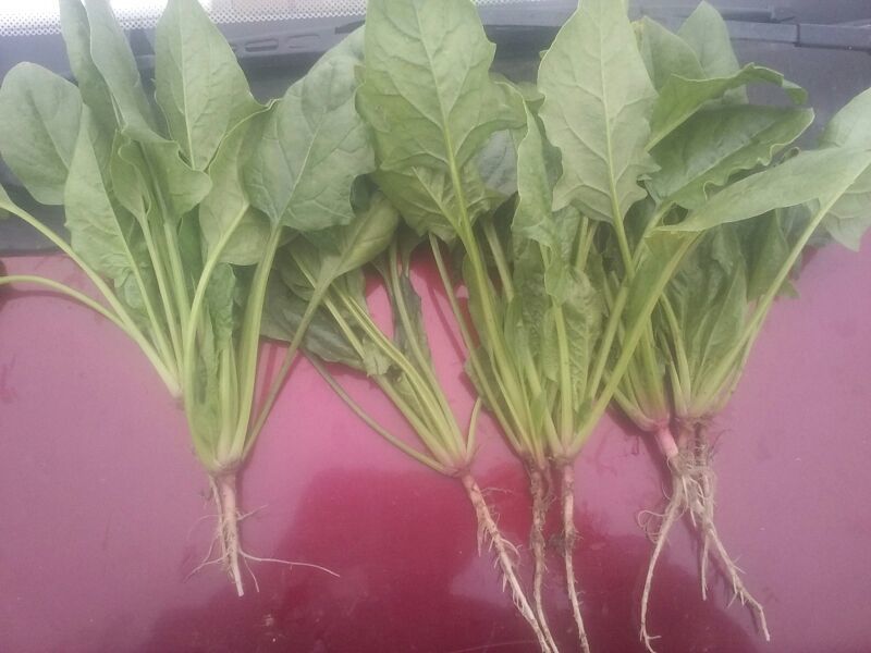 大叶菠菜20~25厘米