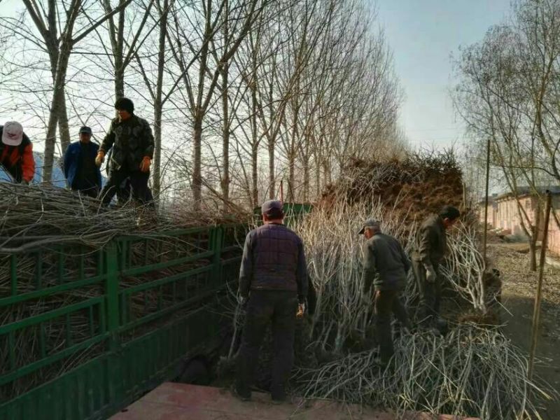 山东烟台栖霞市红富士苹果树苗