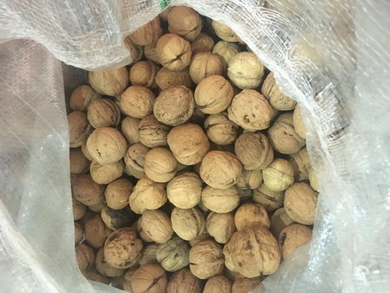 薄皮核桃