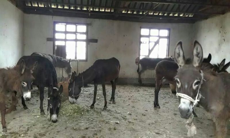 肉驴
