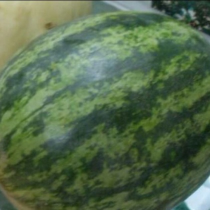 河南开封市杞县花皮无籽西瓜 15斤打底 9成熟