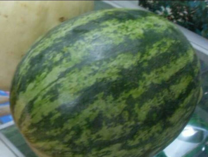 河南开封市杞县花皮无籽西瓜 15斤打底 9成熟