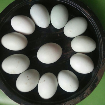 来自田园散养土鸭蛋，精选食用鸭蛋