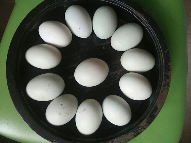 来自田园散养土鸭蛋，精选食用鸭蛋
