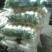 白萝卜1.5~2斤起