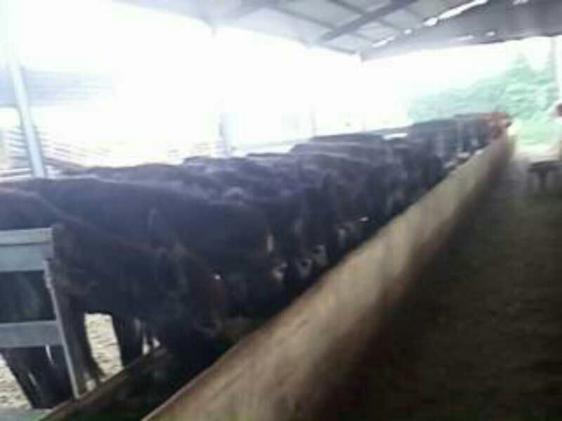 肉驴苗300斤