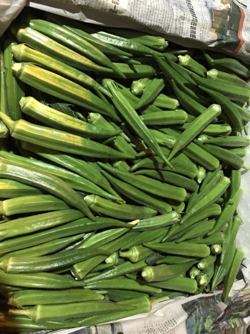 卡里巴黄秋葵