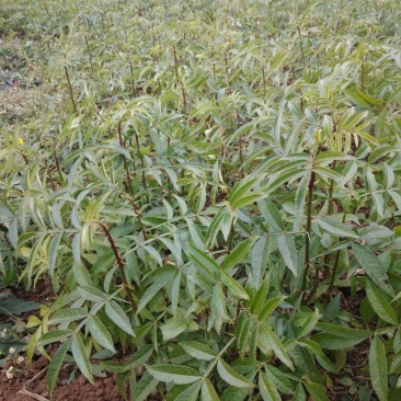 花椒苗0.5~1年