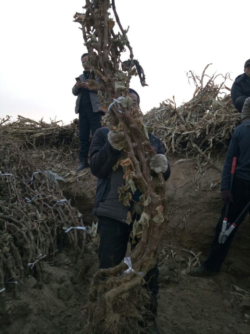 河北大葡萄树巨峰葡萄苗5年110~150cm