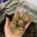 纸皮核桃
