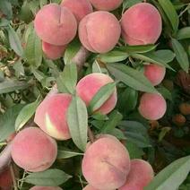 桃树苗，沂蒙双红桃，包成活，包结果，包品种，死苗补发。