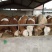 育肥牛犊100~200kg