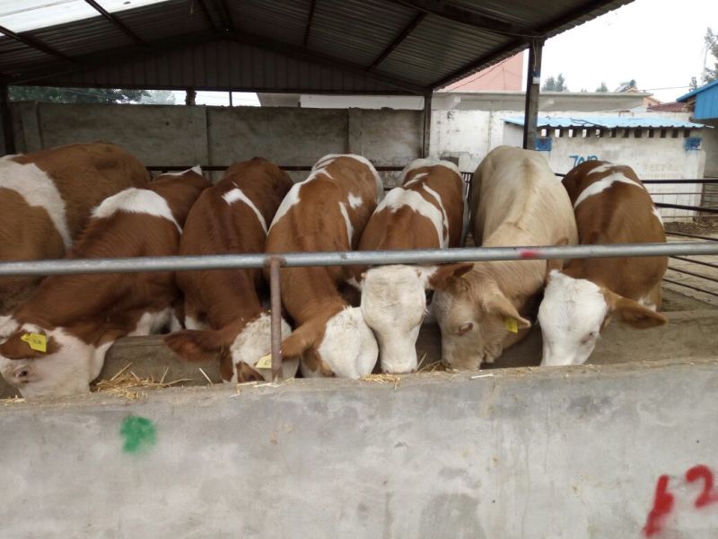 育肥牛犊100~200kg