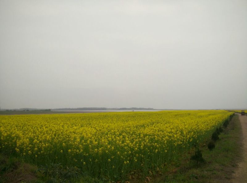 油菜籽
