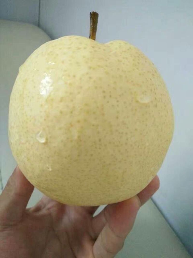 酥梨300~350g纸袋