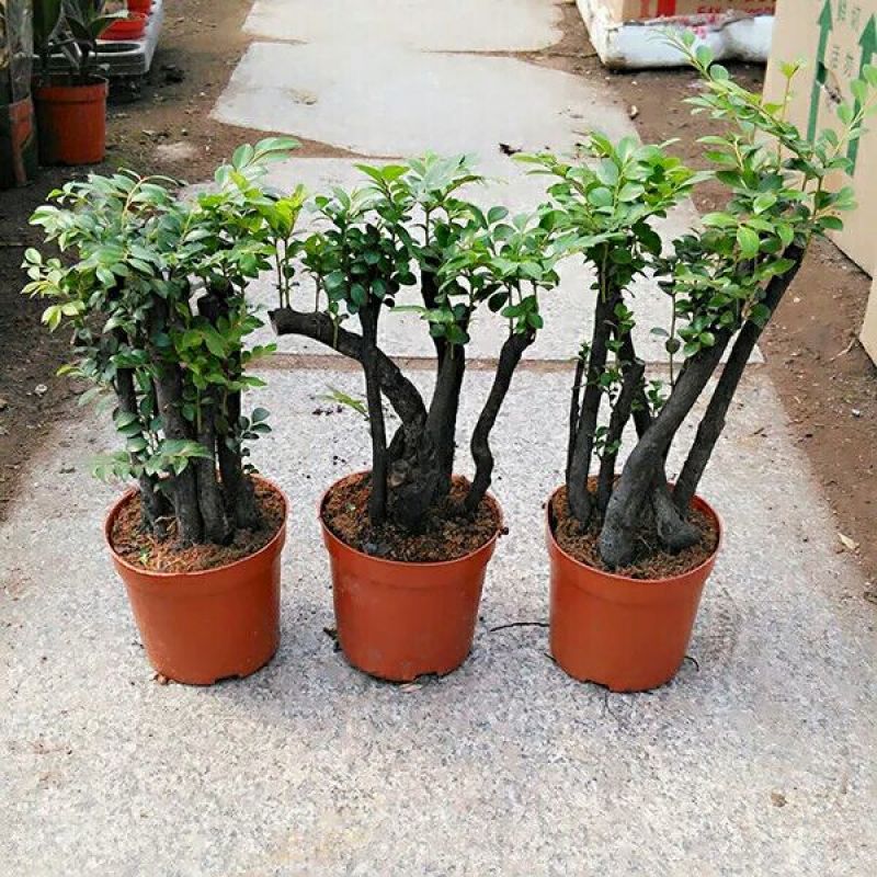 小叶紫檀紫檀盆景苗紫檀老桩室内阳台盆栽花卉绿植耐寒四季