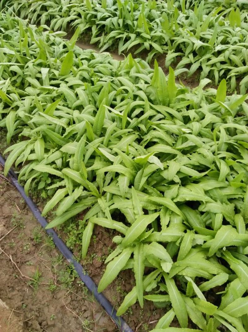油麦菜30~35厘米以上