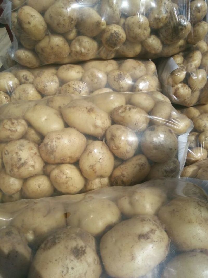 大白花土豆1两以上通货