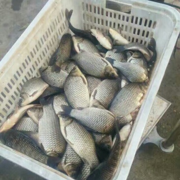 彭泽鲫食用