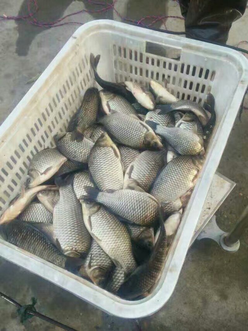 彭泽鲫食用