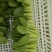 青梗菜