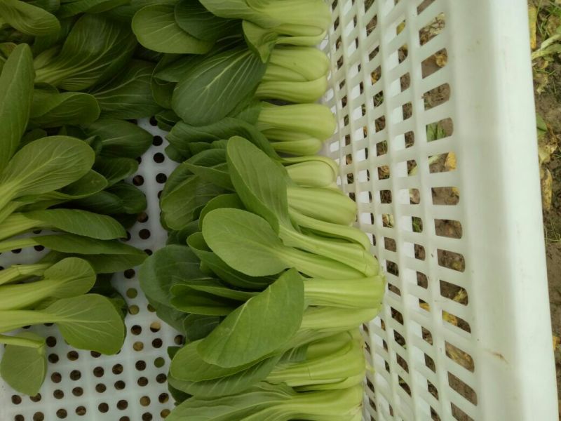 青梗菜