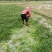 豆瓣菜