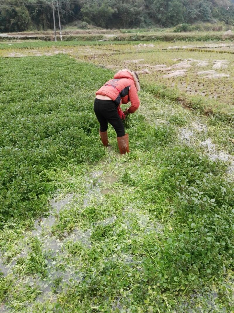 豆瓣菜