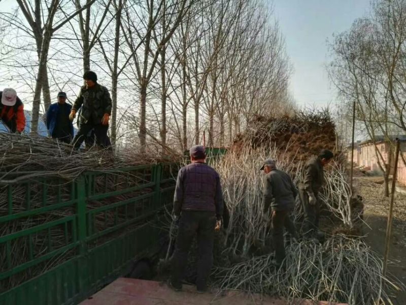 山东烟台栖霞市红富士苹果树苗