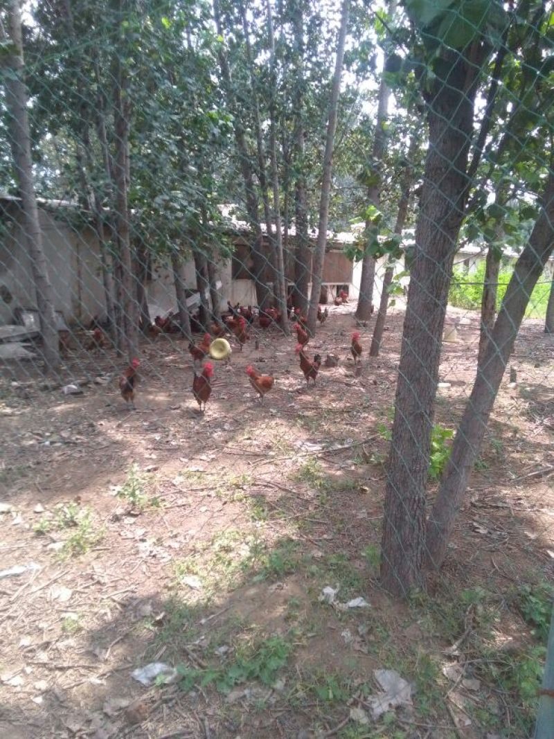 走地鸡散养土鸡2~3斤