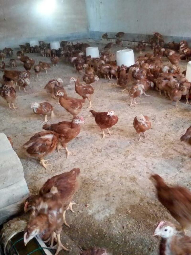 脱温鸡500克以上脱温苗