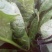 大叶菠菜20~25厘米