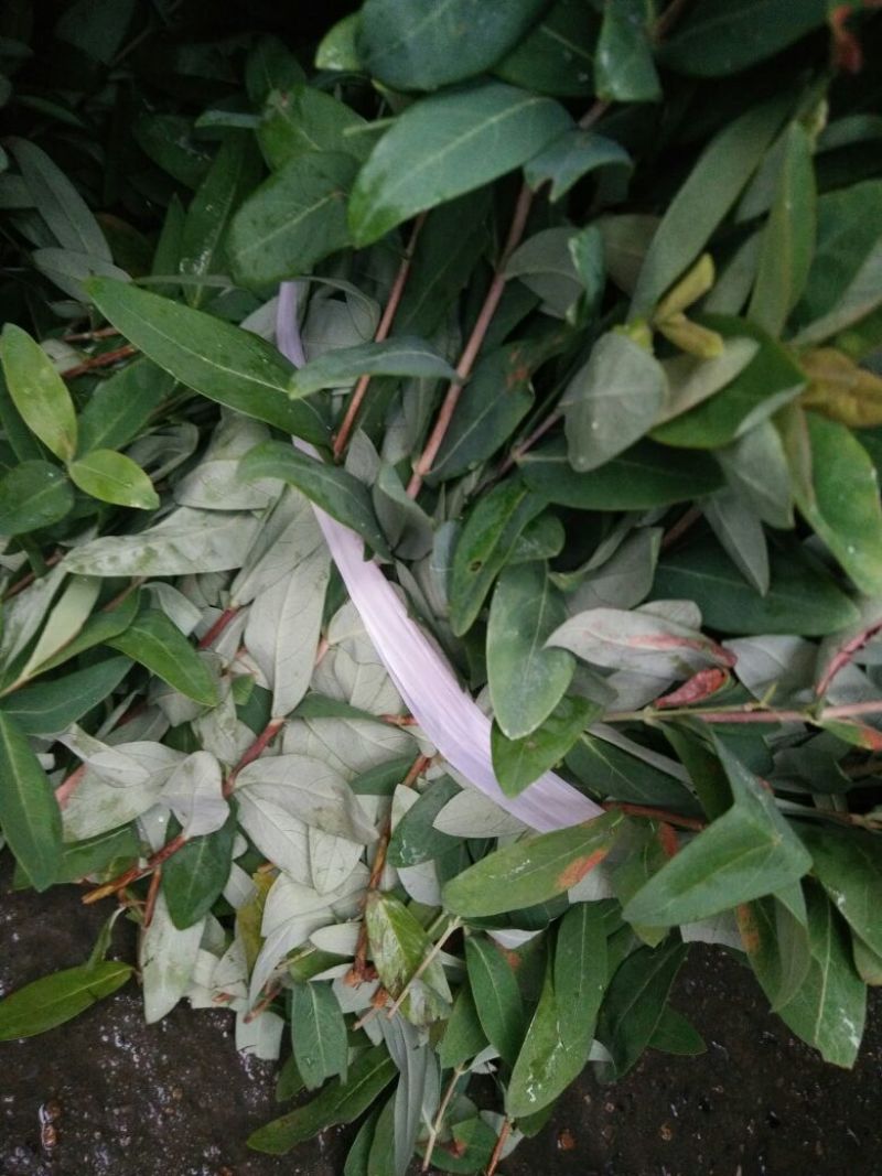 金森女贞4cm以下