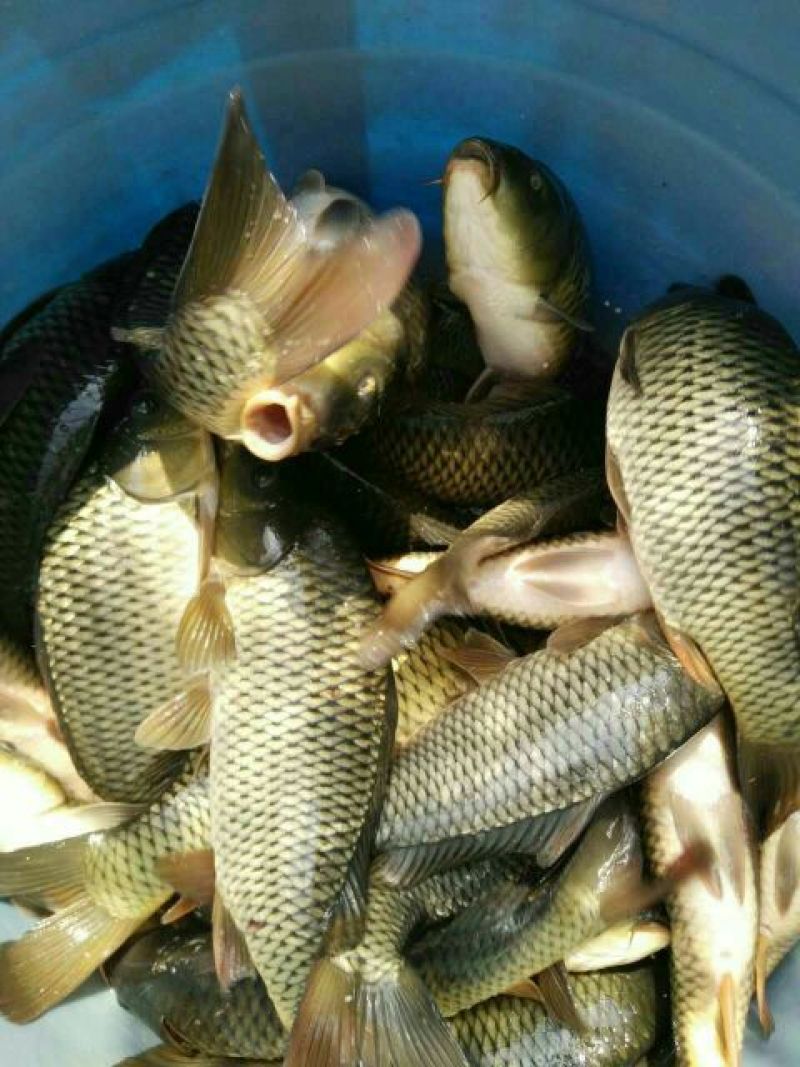 池鲤鱼食用1~2公斤