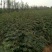 花椒苗1-3年苗大红袍，狮子头，无刺花椒