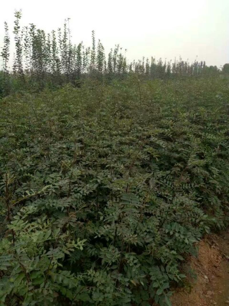 花椒苗1-3年苗大红袍，狮子头，无刺花椒